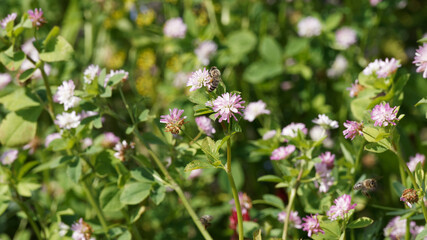 Trifolium resupinatum - Trèfle de Perse ou trèfle renversé à floraison rose à violet sur tige...