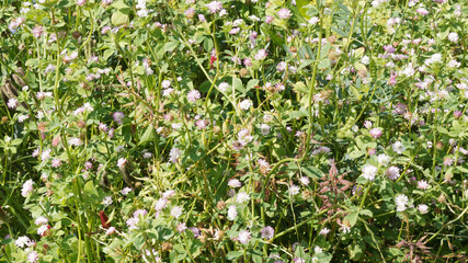 Le trèfle de Perse ou trèfle renversé - Trifolium resupinatum - Plante jachère, mellifère...