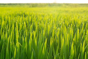 Rice fields in Northeast China in July