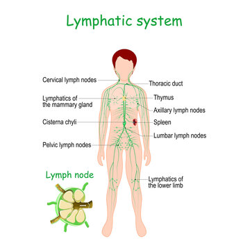 Lymphatic system. Human body with Spleen, Thymus, Lymphatic vessel,