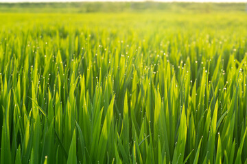 Rice fields in Northeast China in July
