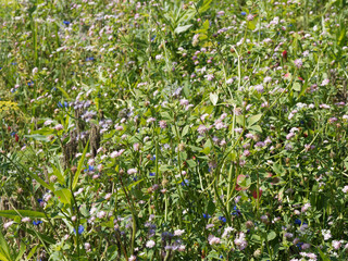 Trèfle de Perse ou trèfle renversé (Trifolium resupinatum) 
