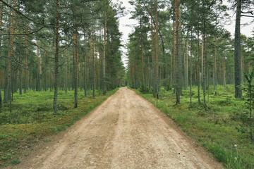 Dirt road in the middle of a pine forest