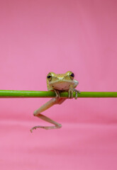 yellow brown tree frog on a tree trunk on a pink background