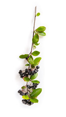 Branch of black chokeberry berries with leaves ( Aronia melanocarpa ) on white background.