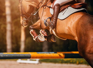 A rear view of a strong beautiful racehorse with a rider in the saddle, jumping over a high barrier...