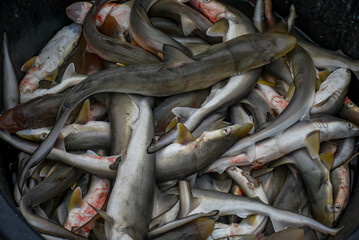baby sharks sold in traditional markets with bucket containers