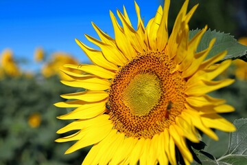 Fototapeta premium a flower of a sunflower swinging in the wind against the background of a blue sky