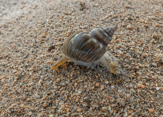 sea snails on the beach sand