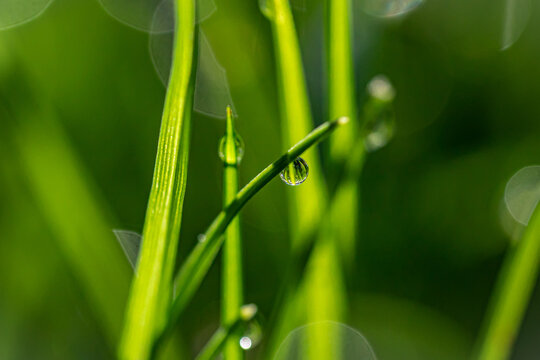 water drops on grass