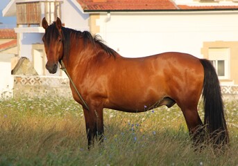 Equus ferus caballus Bay horse standing looking at the camera in a small field in Cueto Cantabria...