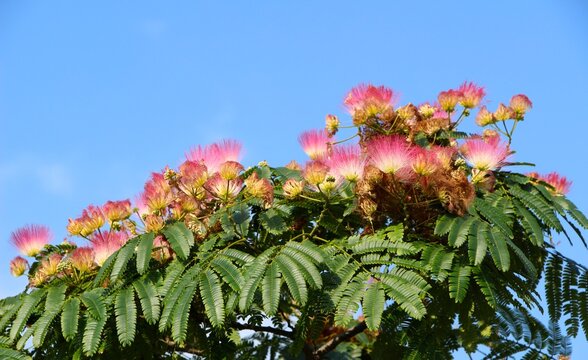 Pink silk tree Persian silk tree Albizia julibrissin Rosea Pink siris