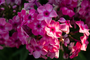 a bunch of phlox pink petals in the garden 
