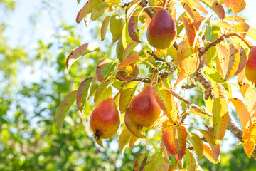 Pear tree ripening fruits