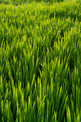 Rice fields in Northeast China in July