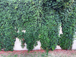 Background of textured old wall with climbing plant Virginia creeper (Parthenocissus quinquefolia var. murorum) on it. Plant during the fall season, nature close-up background.