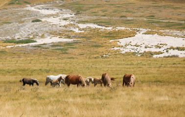 Fototapeta na wymiar horses in the wild grazing and grazing the grass undisturbed in the boundless prairie