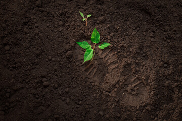 broken green plant, trampled young sprout of a tree on the ground, footprints of a soldier's boot on the ground, concept of war and peace