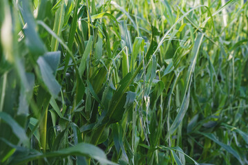 Detail of a corn field damaged by a hail storm in Austria