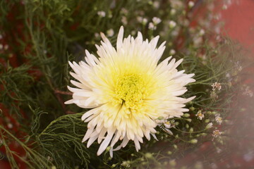 Beautiful White Chrysanthemum flowers with needle-shaped leaflets in the garden. This chrysanthemum flower is different from the Dahlia flower.