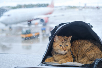 A cute domestic cat sits in a carrier bag on a windowsill in an airport on the background of an airplane. - 447532216