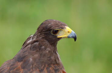 Big bird called Hawk of Harris or Peuco