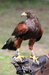 Big bird called Hawk of Harris or Peuco