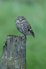 Little owl, male, perches on a tee stump in the Wiltshire countryside, UK. Daytime hunter of  small mammals, beetles, spiders and worms.