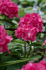 Hydrangea flowers in nature close-up with soft focus.