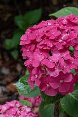 Macro photo of hydrangea flower. Details of pink petals.