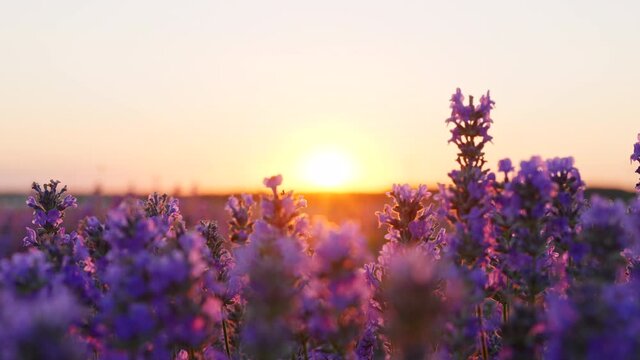 Large purple lavender field with blooming at sunset of day slow motion slide. Moment wind sways flowers of lavender and bees gather nectar. View of field of large bushes of lavender. Relax. Lens flare