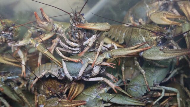 River crayfish (Lat. Astacus astacus) crawl, climb on top of each other behind the glass in the aquarium. Food is a delicacy snack for beer.