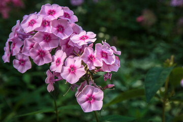 A closeup of purple phlox flowers.