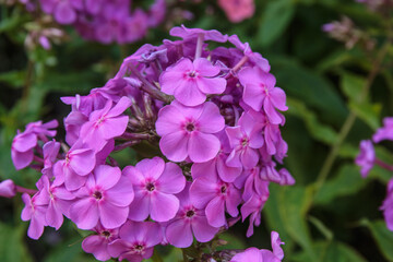 A closeup of purple phlox flowers.