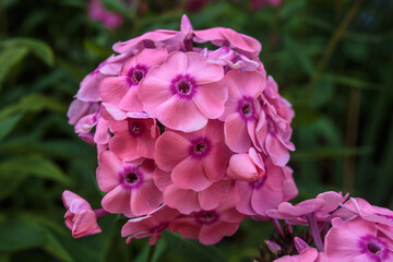 A closeup of purple phlox flowers.