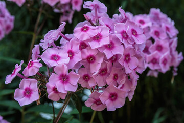 A closeup of purple phlox flowers.