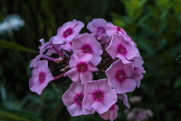 A closeup of purple phlox flowers.