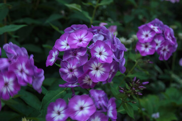 A closeup of purple phlox flowers.