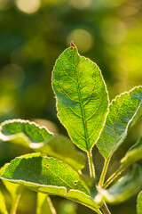 macro photo of a seperate leaf with bokeh in summer 
