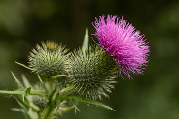 Bright purple wild thistle flower against a dark background.