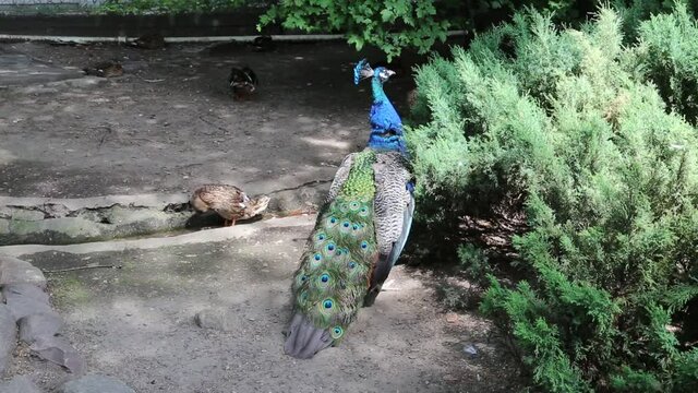 A peacock (Latin: Pavo cristatus) with a beautiful tail walks near the bushes on a clear sunny day. Fauna nature birds ornithology ecology.
