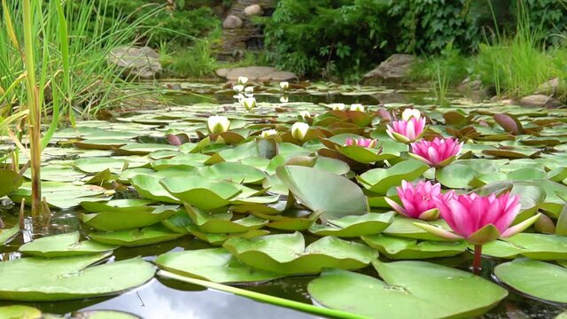 bloom swamp pink lily waterlily windy swaying, background Lily regia vegetation, flowering lotus leave virtue