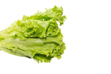 Fresh lettuce salad isolated on a white background.