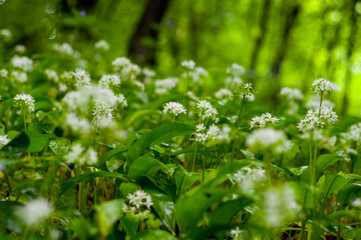 Dwarf forest under the top of Mount Tołsta, Bieszczady Mountains, Polańczyk, Solina, Terka / Karłowy las pod szczytem góry Tołsta, Bieszczady góry, Polańczyk, Solina, Terka