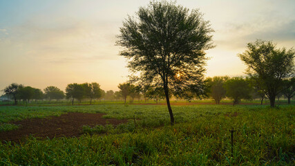 Awesome sunset shot over acacia tree.  Countryside