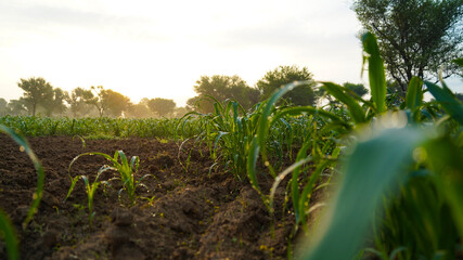 beautiful water drops on the millet plants. sunrise and green field landscape..