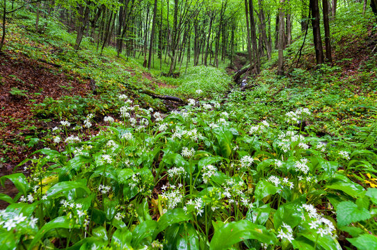 Dwarf forest under the top of Mount Tołsta, Bieszczady Mountains, Polańczyk, Solina, Terka / Karłowy las pod szczytem góry Tołsta, Bieszczady góry, Polańczyk, Solina, Terka