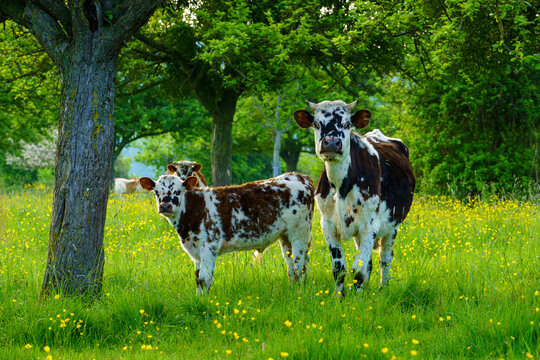 Animal ferme vache 575