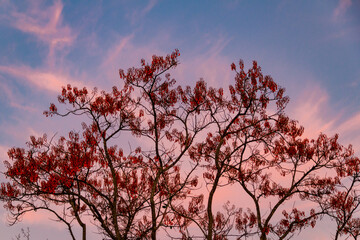 Uma &aacute;rvore chamada Mulungu (Erythrina mulungu) com o c&eacute;u ao fundo.