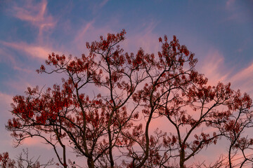 Uma árvore chamada Mulungu (Erythrina mulungu) com o céu ao fundo.